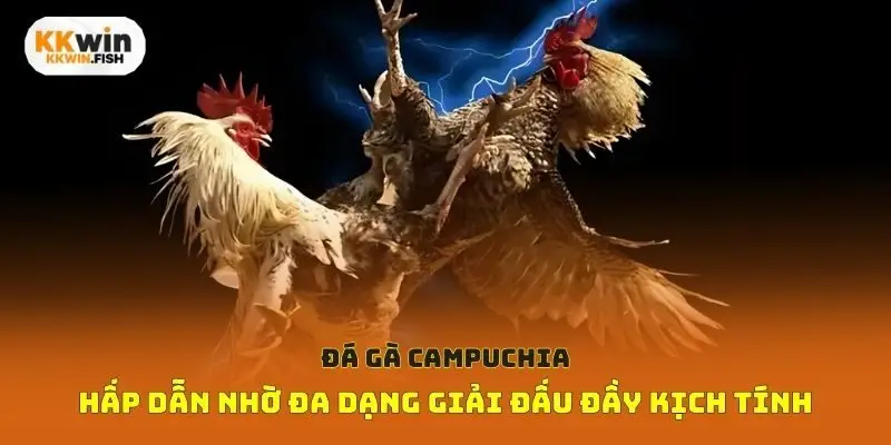 Đá gà Campuchia hấp dẫn nhờ đa dạng giải đấu đầy kịch tính